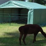 Portable Livestock Shed, 12 X 12 X 8, Animal Run In