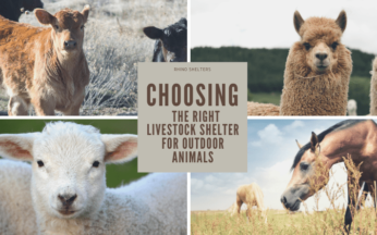 How to Choose a Livestock Shelter for Your Outdoor Animals