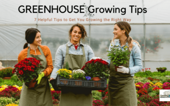 7 Helpful Tips for Greenhouse Growing Amateurs