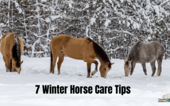 7 Winter Horse Care Tips